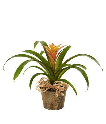 Bromeliad Beauty - Oxygen Producer
