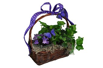 Butterfly Garden