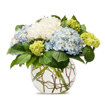 Mighty Hydrangea *