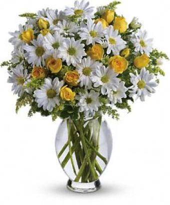 Amazing Daisy *