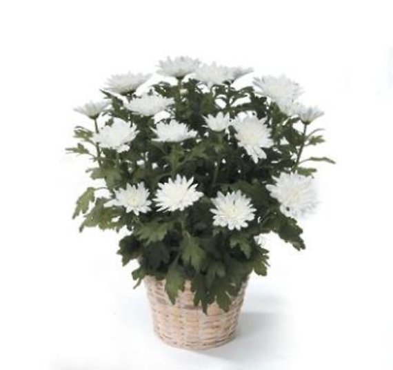 Chrysanthemum Plant